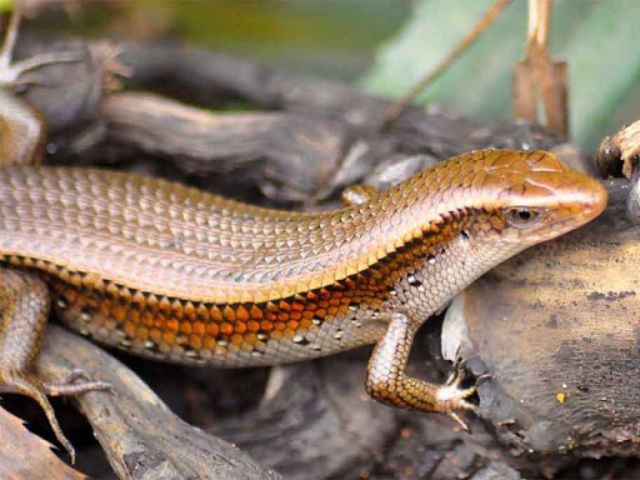 Rắn mối vào nhà có điềm gì 1