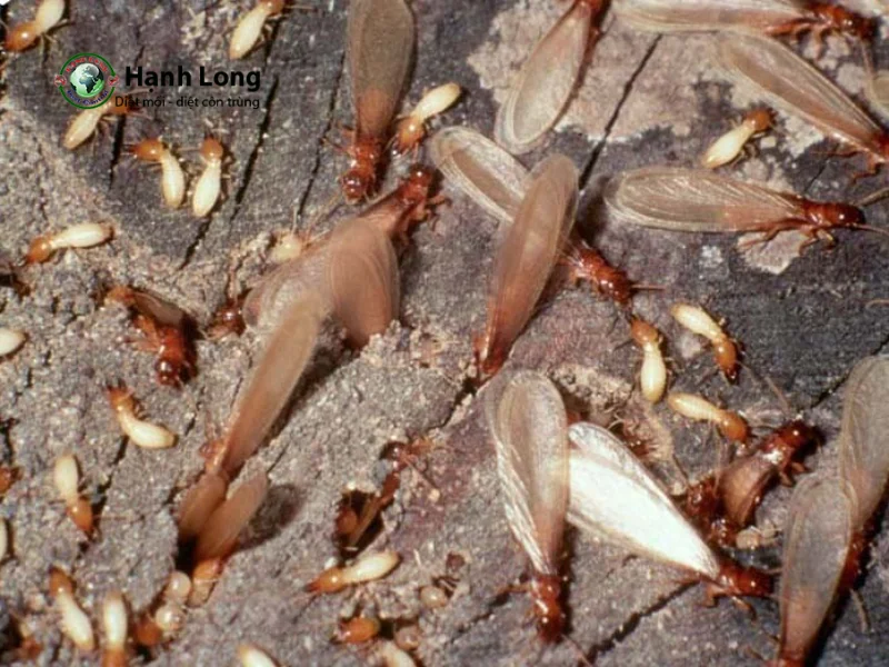 Mối cánh Mối cánh