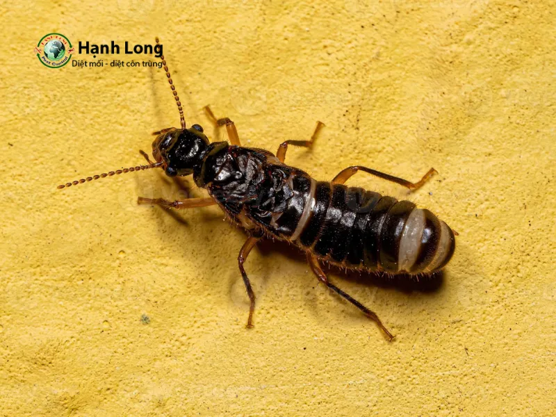 các loại mối các loại mối