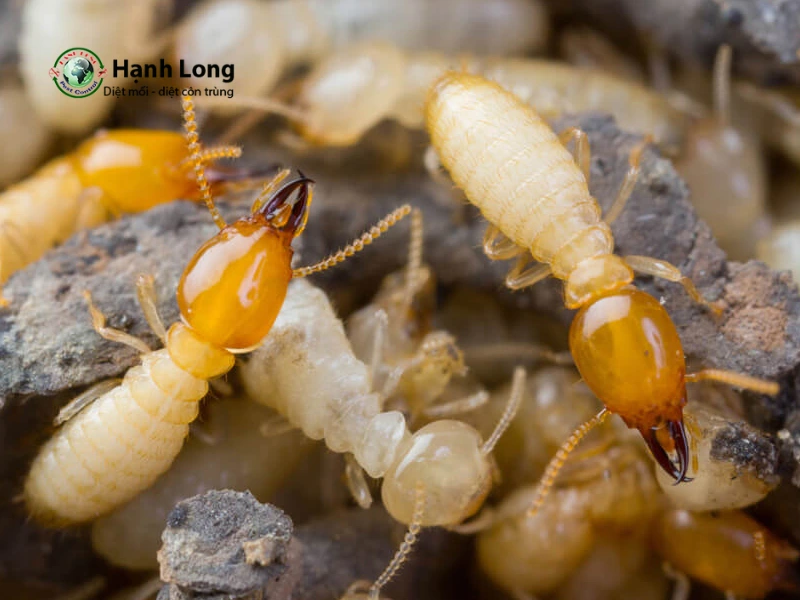 các loại mối các loại mối