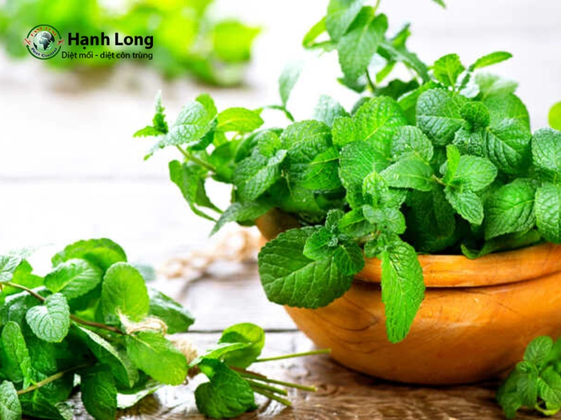 cây đuổi muỗi