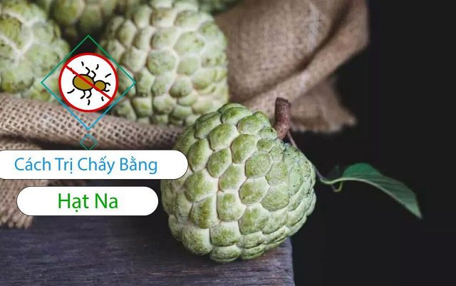 Cách diệt chấy 3