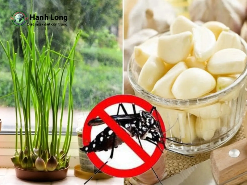 cách đuổi muỗi bằng tỏi cách đuổi muỗi bằng tỏi