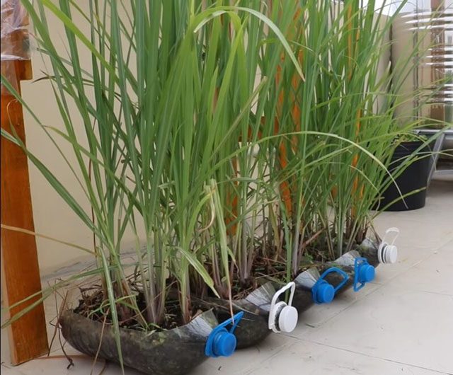 cách ngăn chặn rắn vào nhà 2