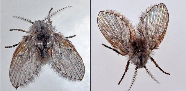 Cách diệt ruồi cánh bướm đậu trên cửa