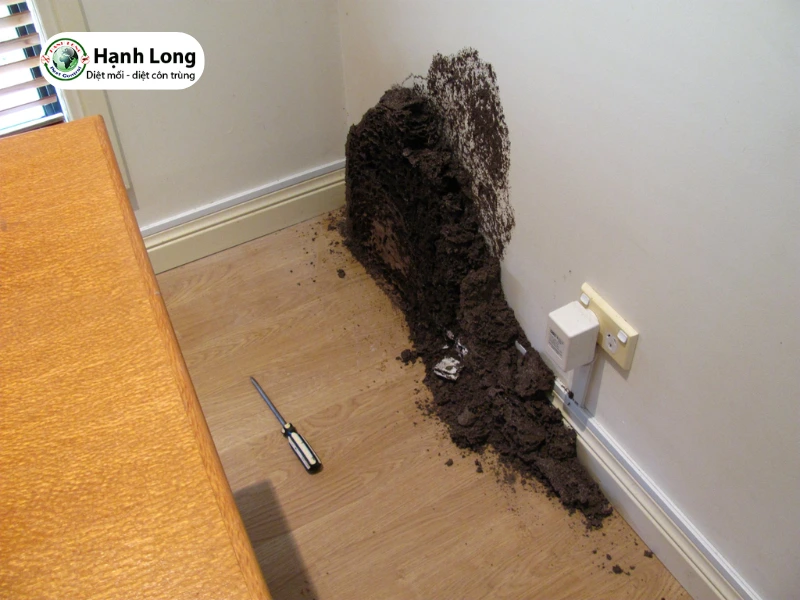 đất có tổ mối là tốt hay xấu