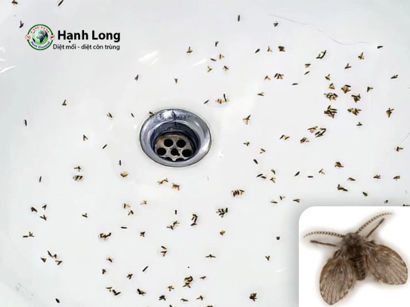 cách đuổi muỗi trong nhà vệ sinh