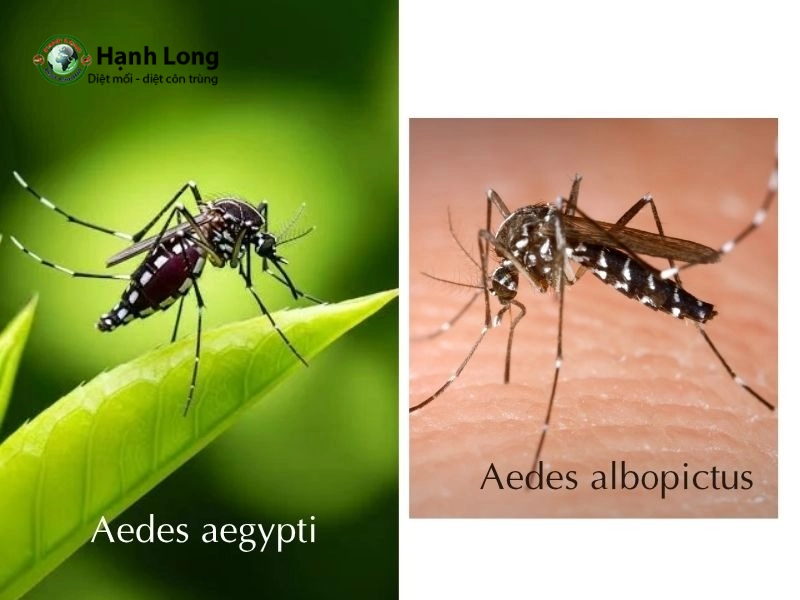 các loại muỗi các loại muỗi