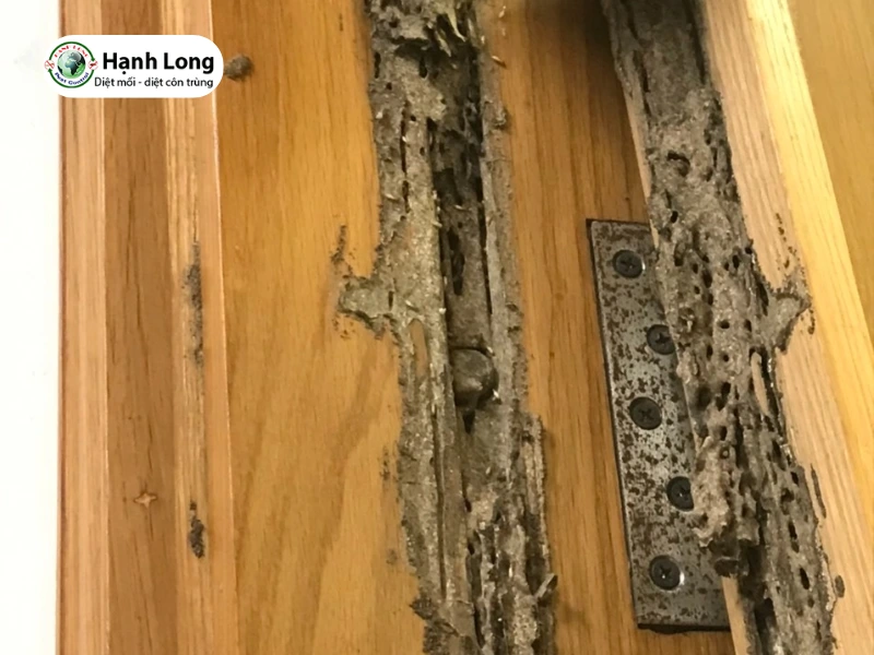 diệt mối Bình Tân