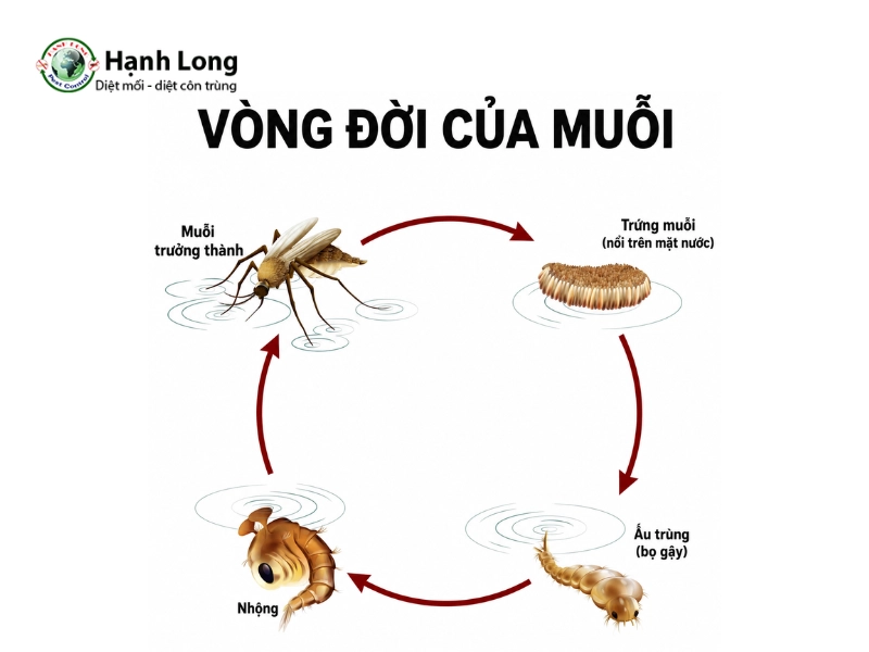 cấu tạo của muỗi cấu tạo của muỗi