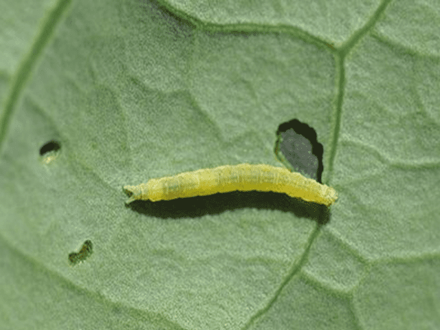 Sâu bắp cải