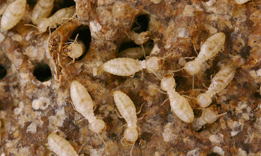 lưu ý khi diệt mối cho kho hàng