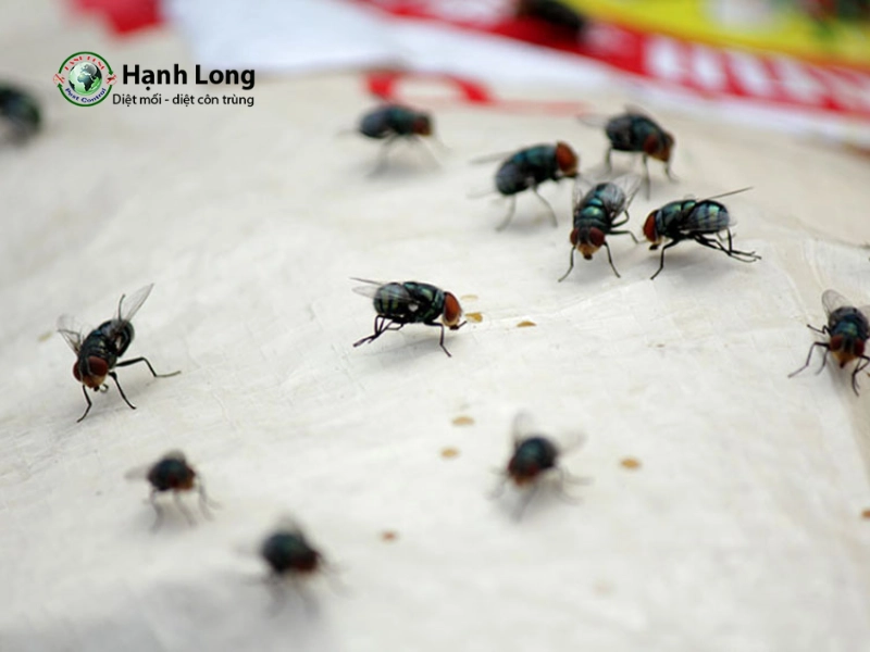 công ty diệt ruồi công ty diệt ruồi