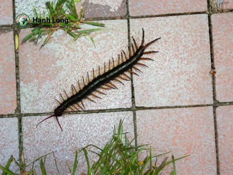 dịch vụ diệt rết dịch vụ diệt rết