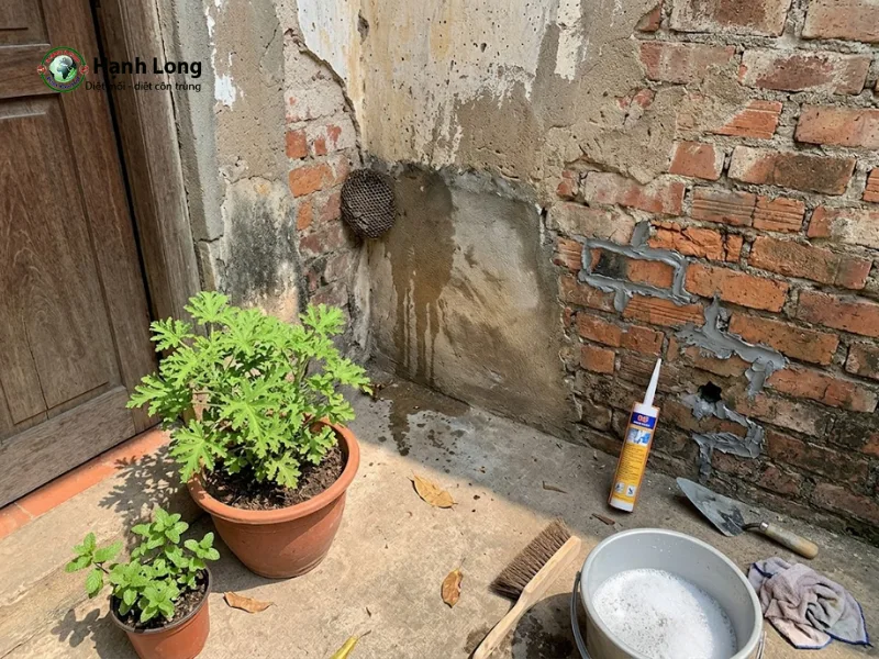 cách đuổi ong ruồi đi cách đuổi ong ruồi đi