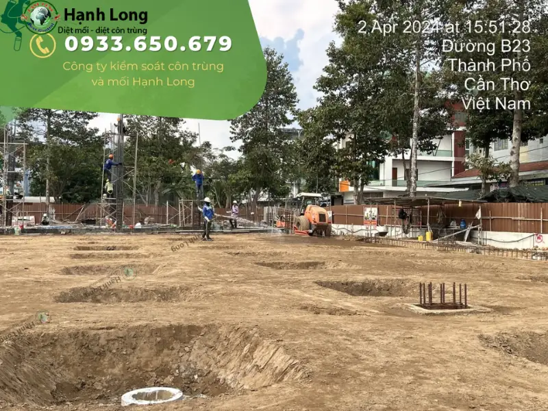 cách diệt mối ăn tường nhà