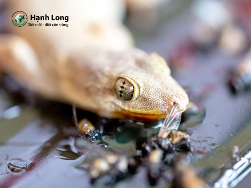 các phương pháp diệt muỗi