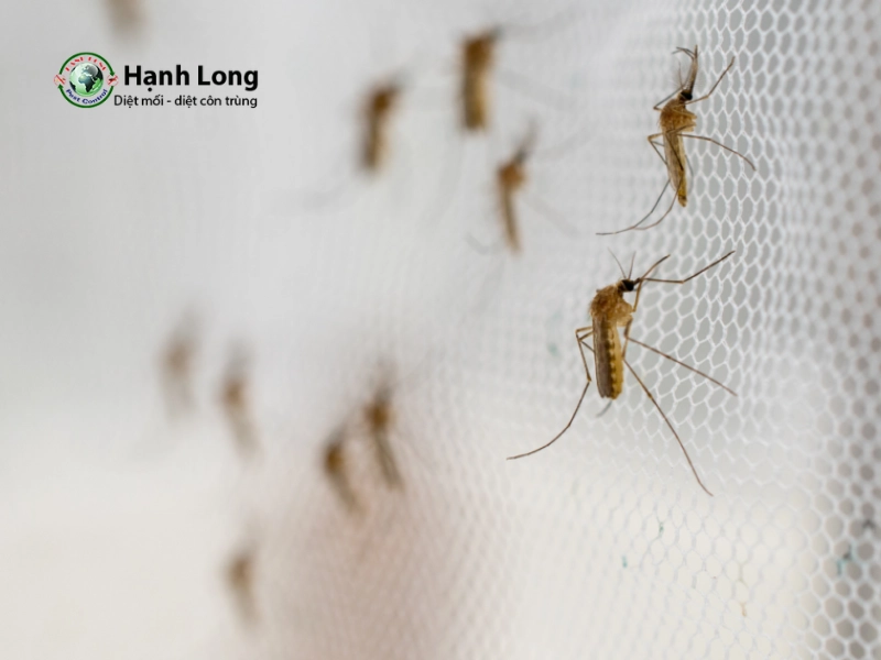 dịch vụ phun muỗi tại nhà