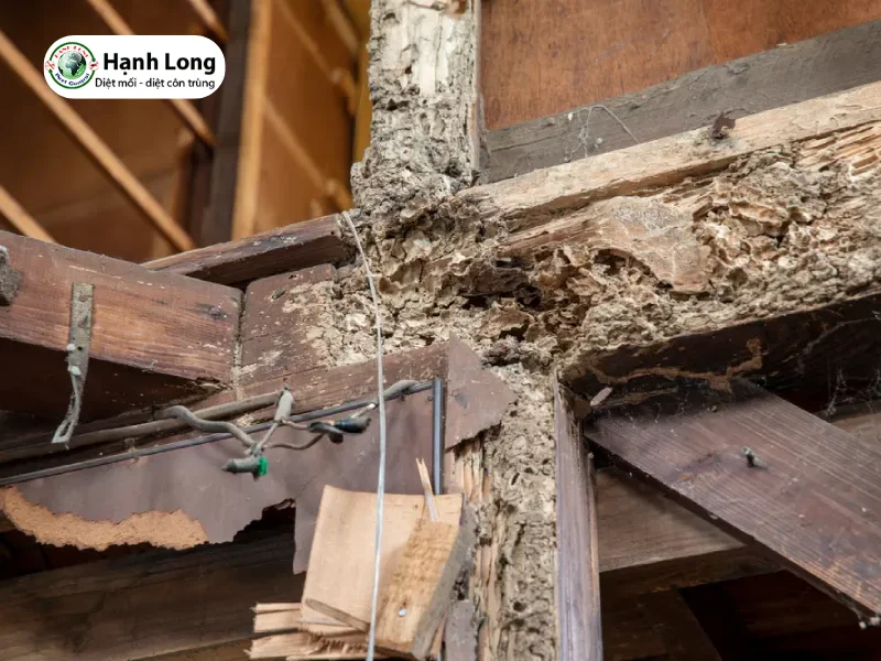 mối gỗ ẩm
