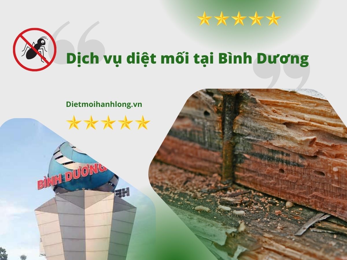 Dịch vụ diệt mối Bình Dương uy tín, chuyên nghiệp