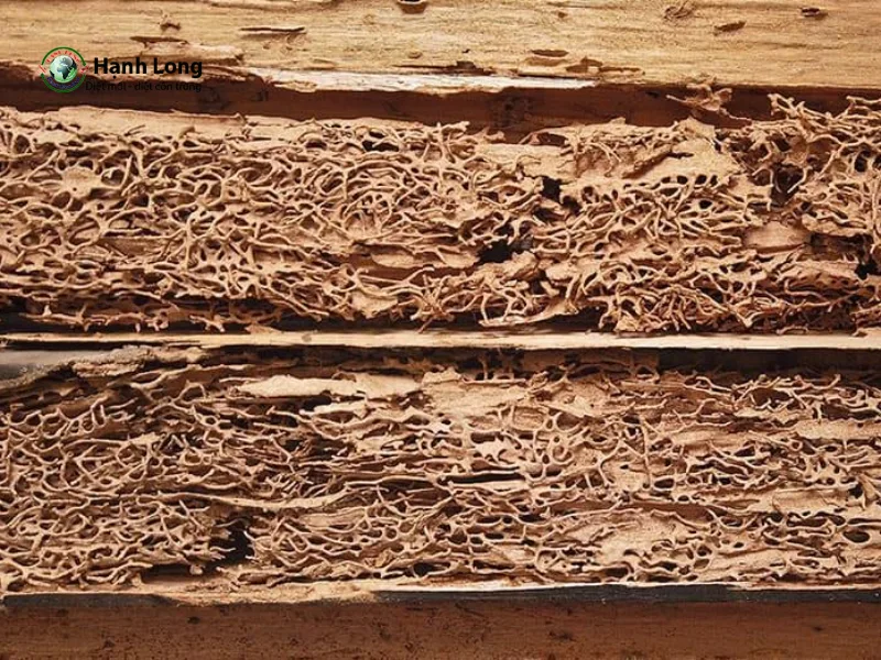 cách trị mọt gỗ cách trị mọt gỗ