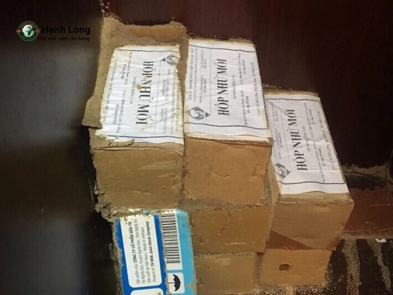 làm hộp nhử mối tại nhà làm hộp nhử mối tại nhà