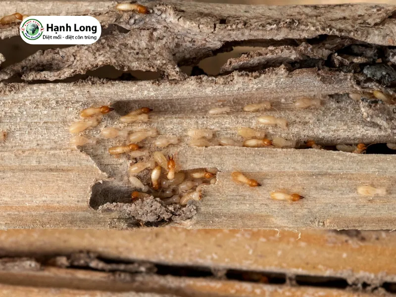 diệt mọt gỗ giá rẻ