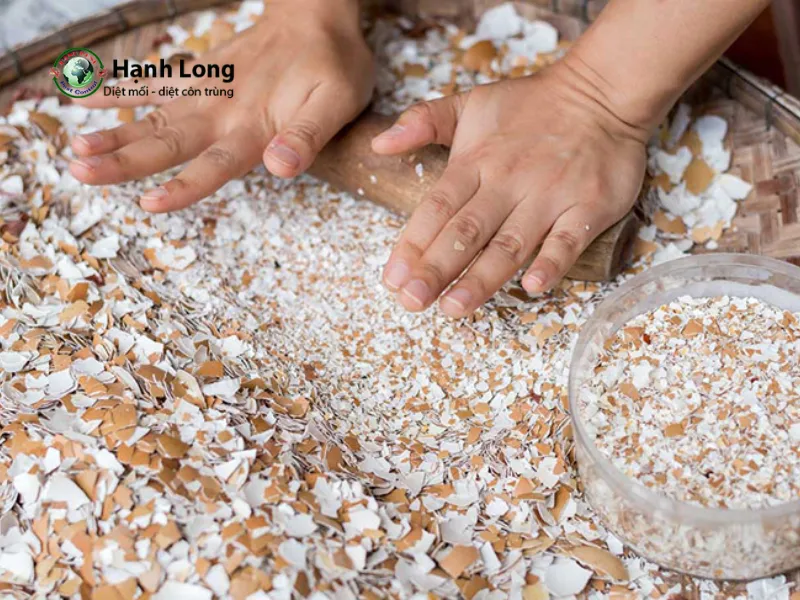 diệt côn trùng tại nhà