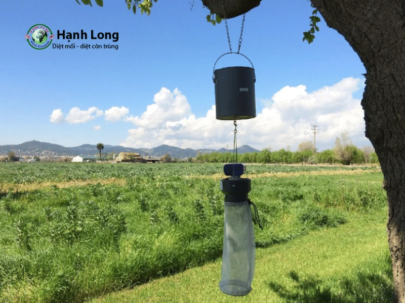 cách diệt muỗi trong vườn