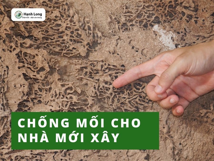 Cách phòng chống mối khi xây nhà