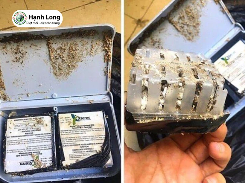 kỹ thuật diệt mối tận gốc kỹ thuật diệt mối tận gốc