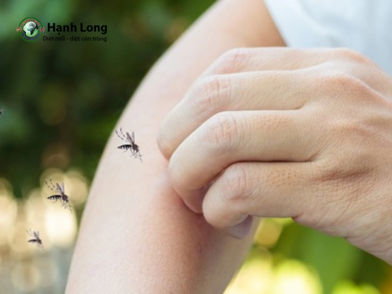 các loại muỗi gây bệnh