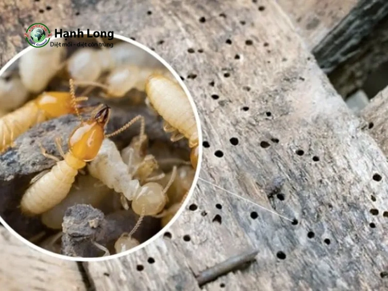 Con mối sợ gì nhất? Những sai lầm khi xua đuổi mối