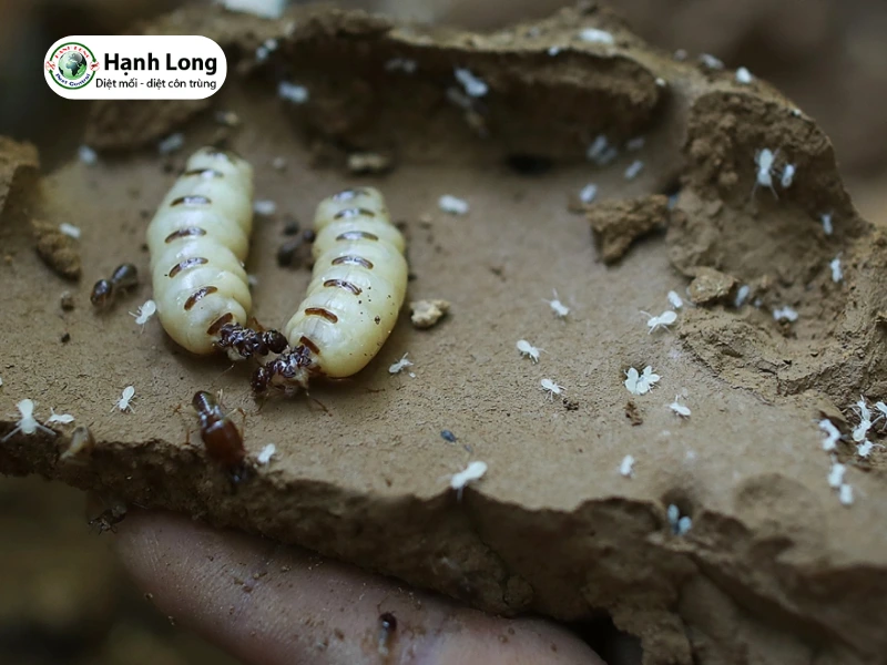 hình ảnh mối chúa