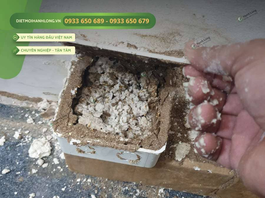 hình ảnh con mối ăn gỗ