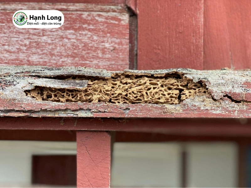 Những lưu ý quan trọng khi tự diệt mối không cần thuốc