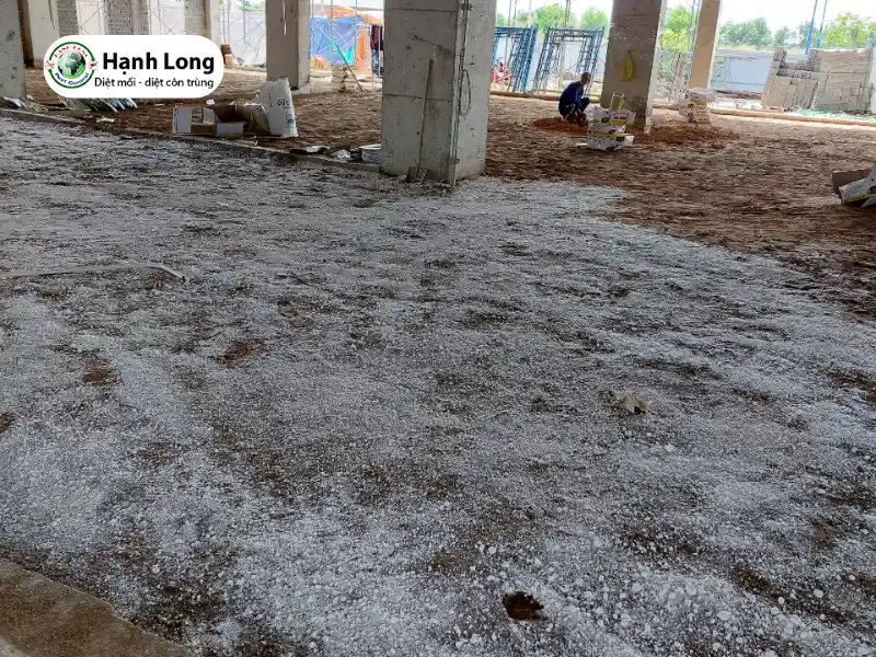 phòng chống mối cho công trình xây dựng