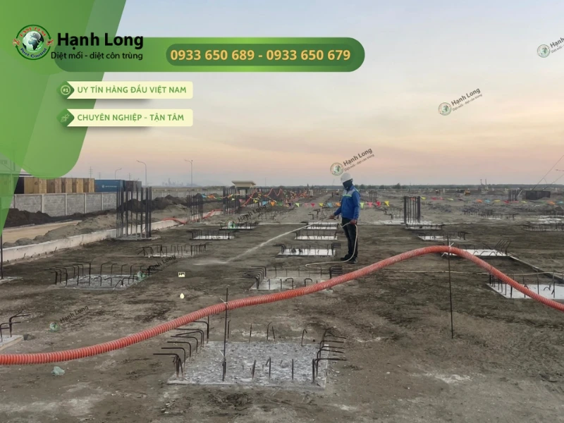 5 cách diệt mối khi xây nhà an toàn, nhanh chóng 