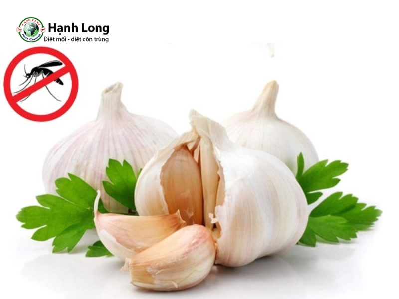 Cách đuổi muỗi bằng tỏi có hiệu quả không? Cách làm đúng