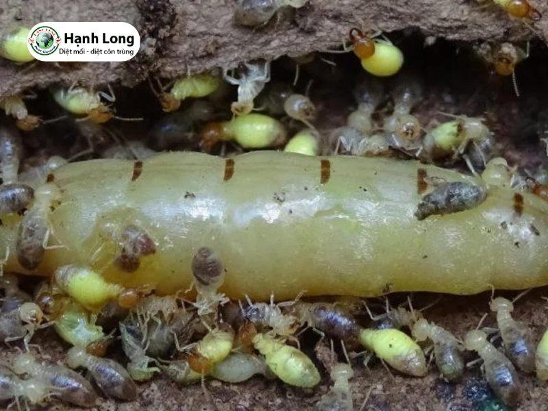 cách diệt mối chúa tại nhà