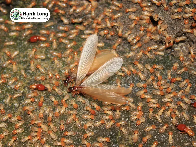 hình ảnh con mối có cánh