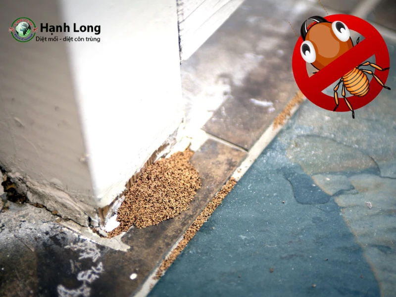 8 cách diệt mối trước khi xây nhà hiệu quả, an toàn