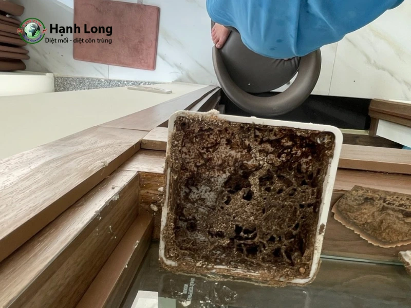 dịch vụ diệt mối tại nhà