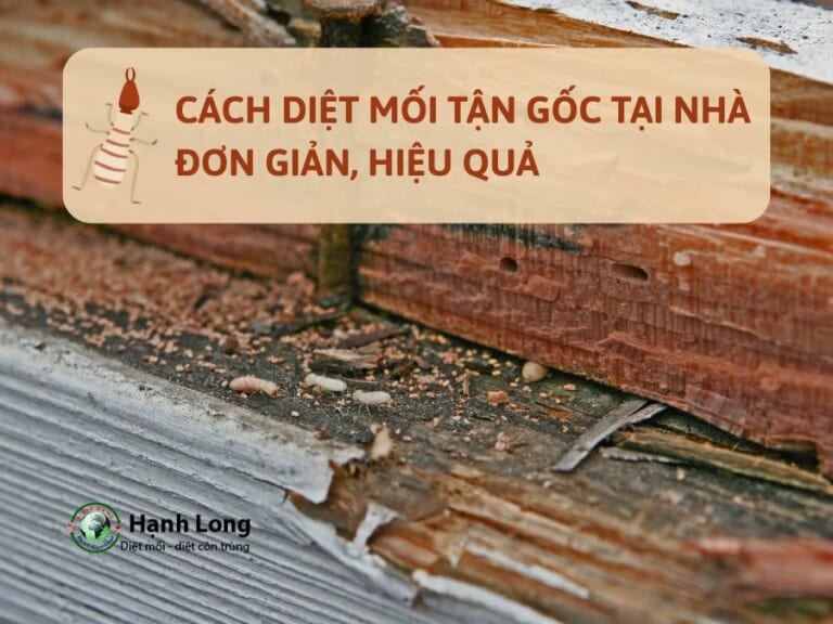 Những cách diệt mối tận gốc tại nhà đơn giản, hiệu quả