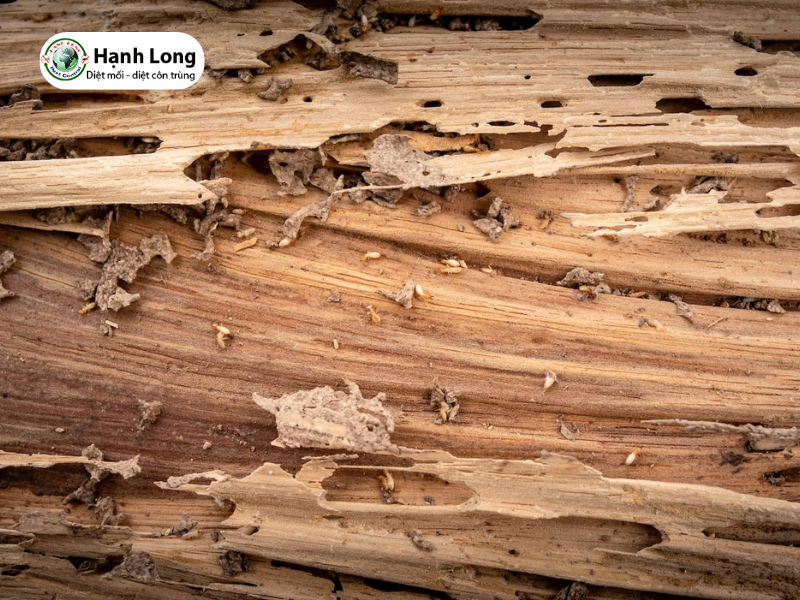 Những bí mật về con mối gỗ có thể bạn chưa biết