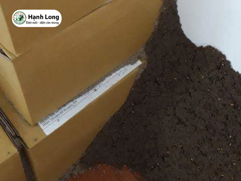 diệt mối trong cửa gỗ