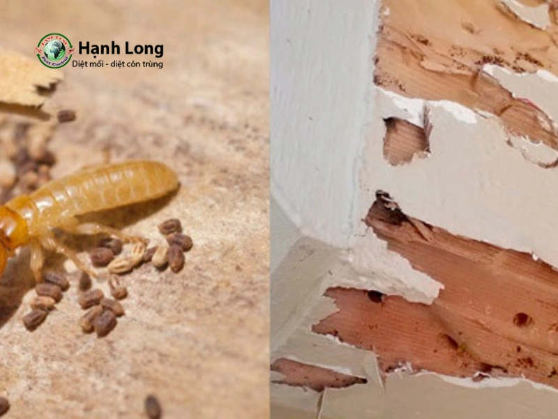 Mối gỗ khô Mối gỗ khô