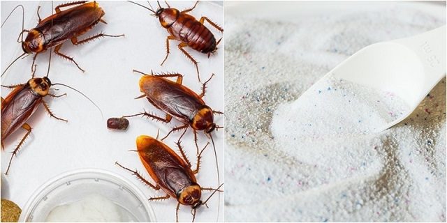 12 Cách Đuổi Gián Khỏi Nhà Hiệu Quả & Đơn Giản