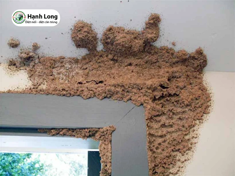 so sánh mối đất và mối gỗ