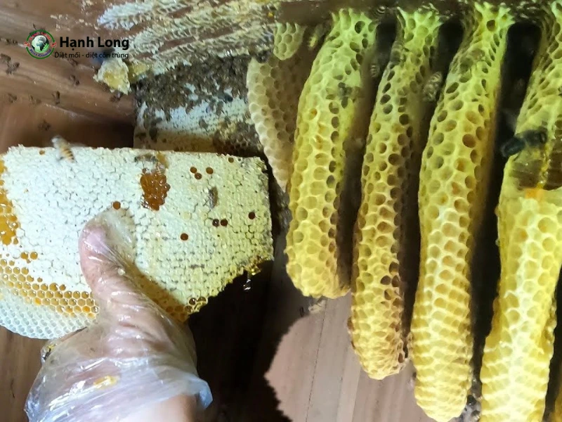 cách đuổi ong mật hiệu quả